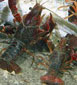 Aliens, the invasion of exotic species